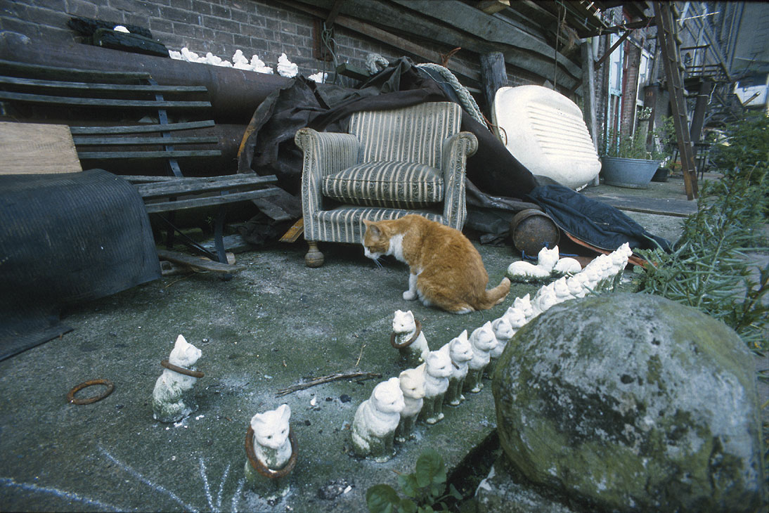 Bart The Cat